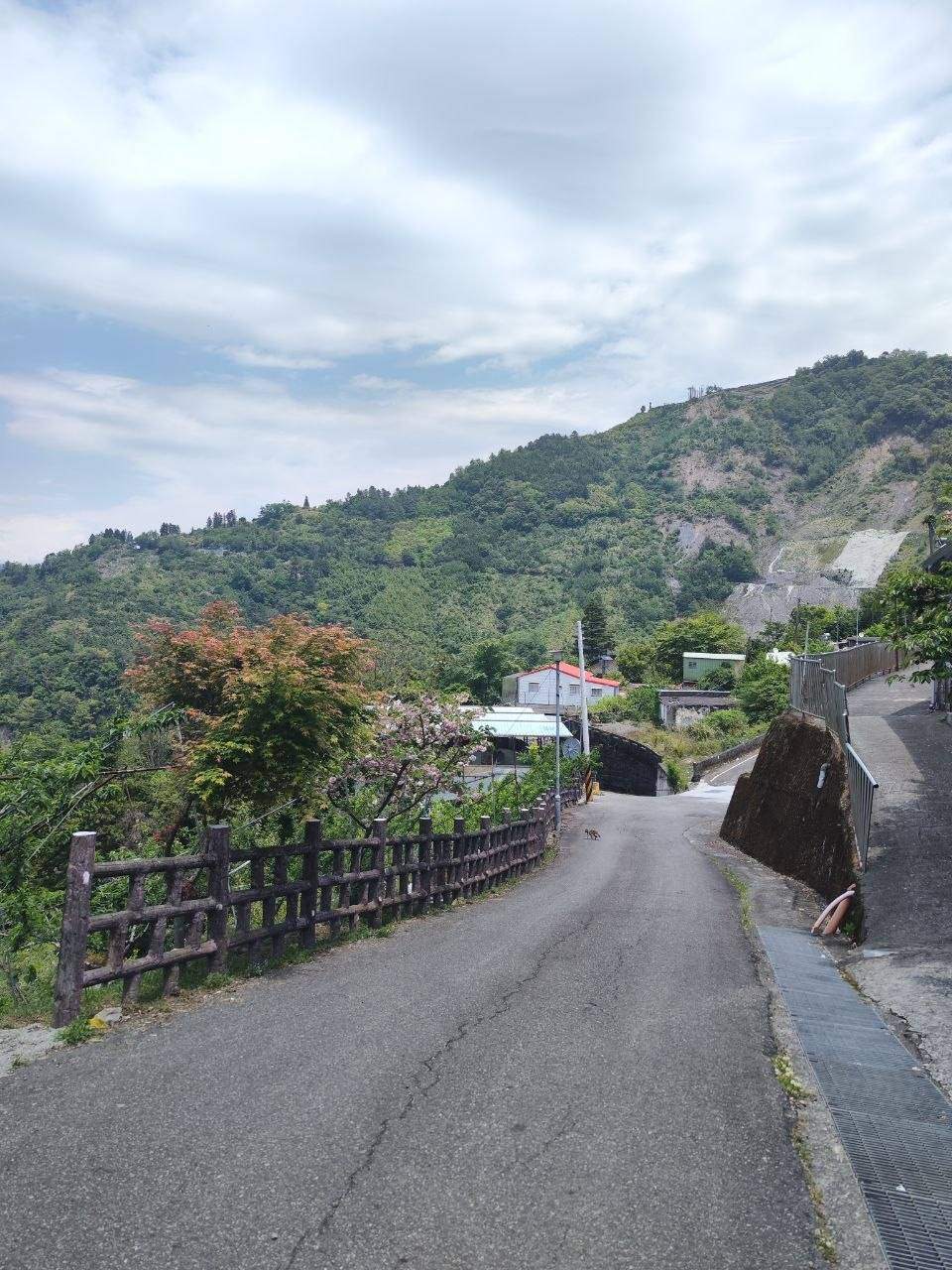 梨山新佳陽 山路