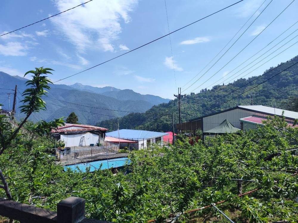 梨山新佳陽茶園